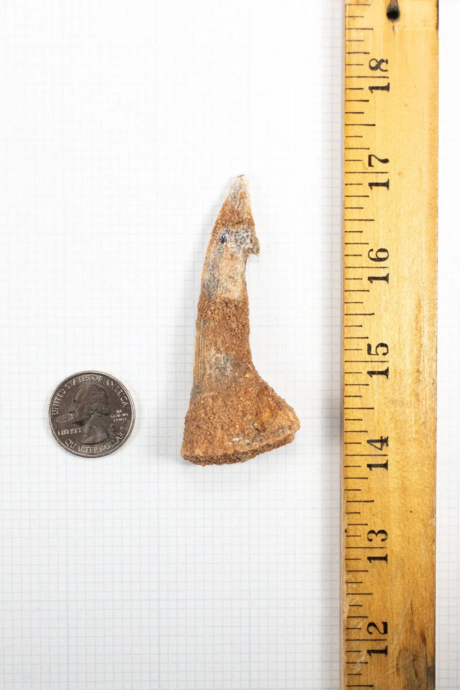 Large Sawfish Tooth (ONLINE ORDER ONLY)