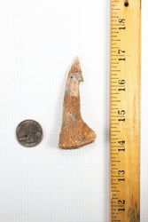 Large Sawfish Tooth (ONLINE ORDER ONLY)