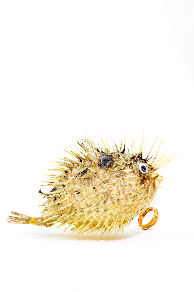 Porcupinefish (ONLINE ORDER ONLY)