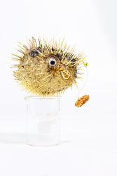 Porcupinefish (ONLINE ORDER ONLY)