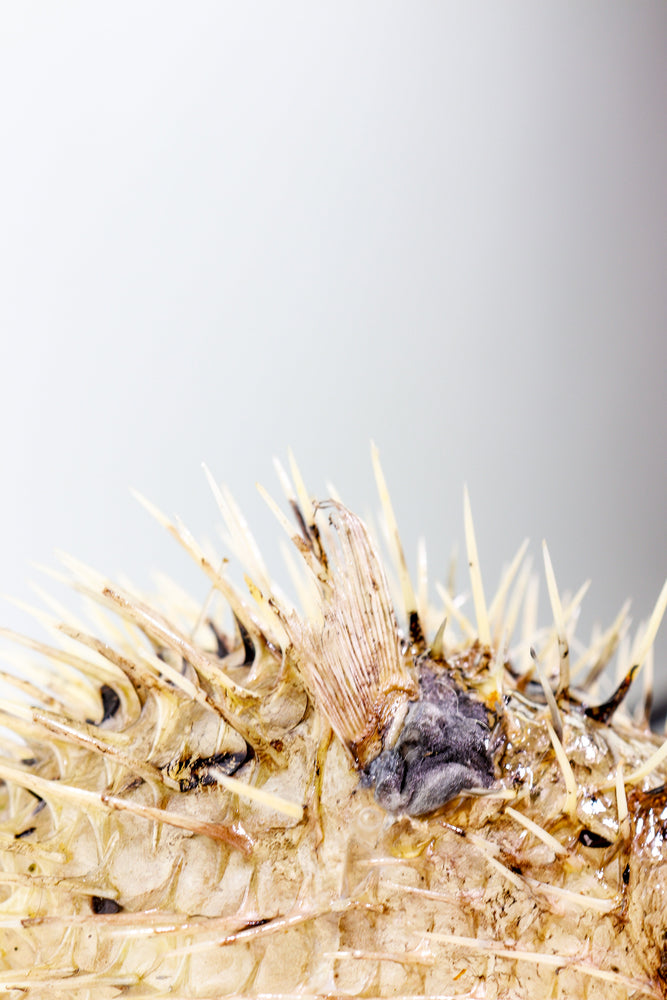 Porcupinefish (ONLINE ORDER ONLY)