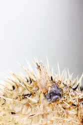 Porcupinefish (ONLINE ORDER ONLY)