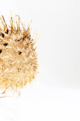 Porcupinefish (ONLINE ORDER ONLY)