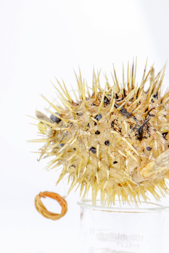 Porcupinefish (ONLINE ORDER ONLY)