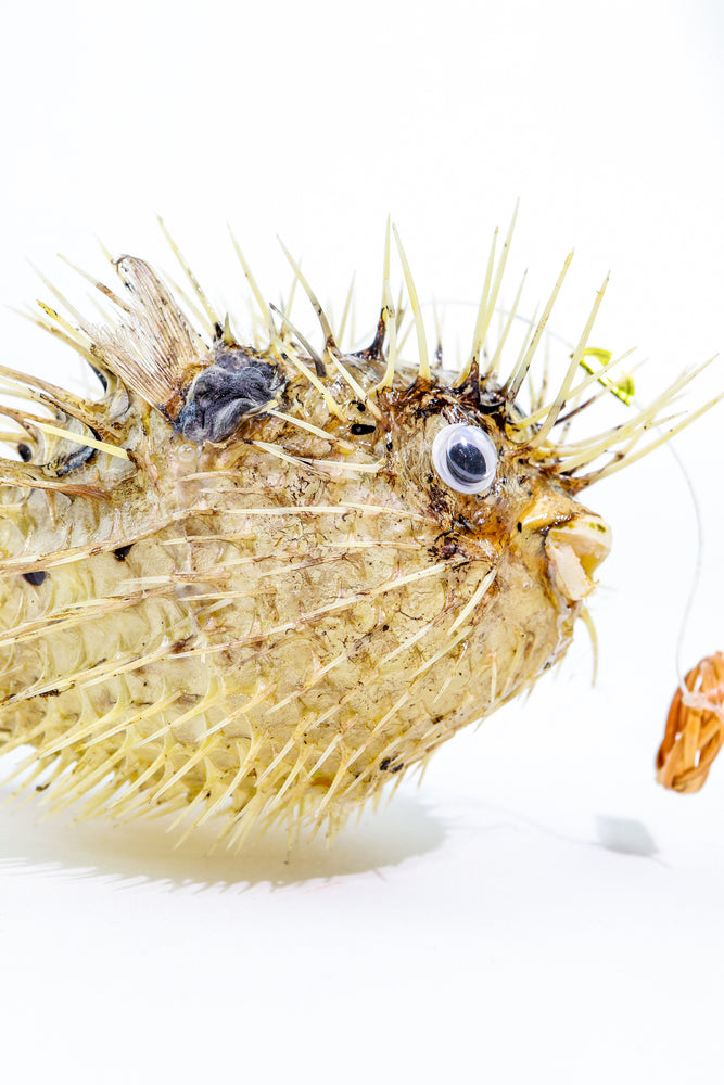 Porcupinefish (ONLINE ORDER ONLY)