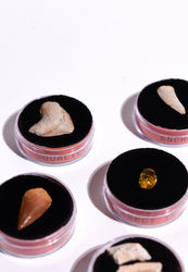 Fossil Blind Bag