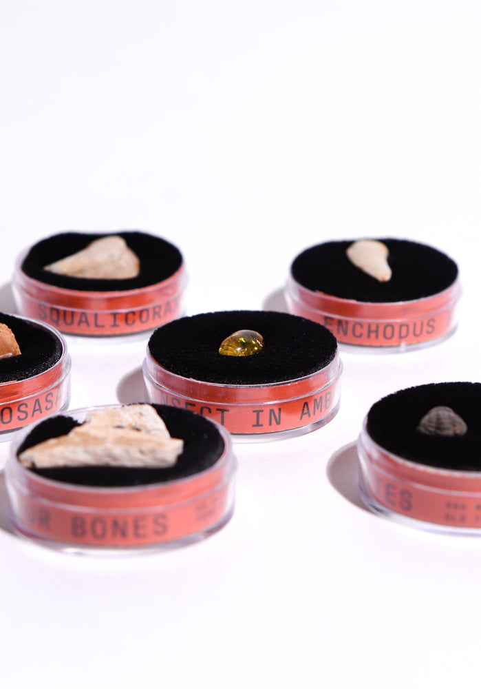 Fossil Blind Bag