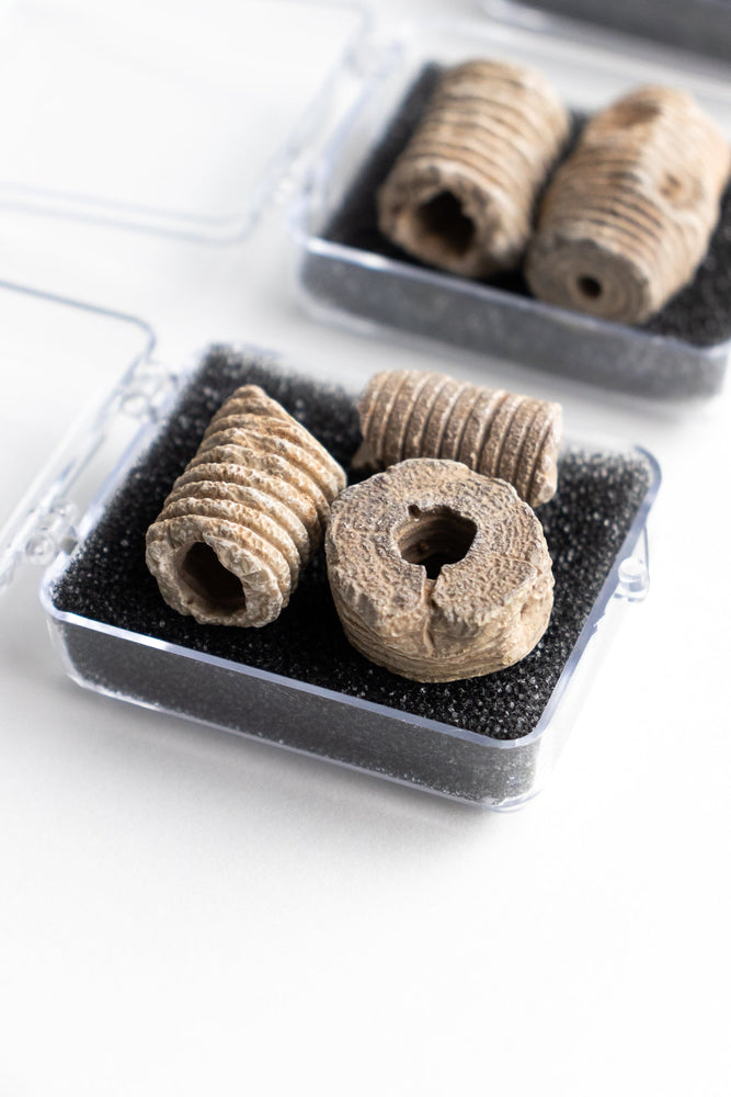 Large Crinoid Fossil (ONLINE ORDER ONLY)