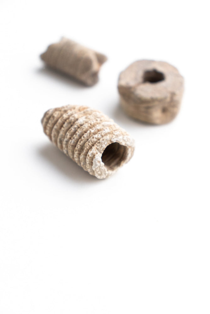 Large Crinoid Fossil (ONLINE ORDER ONLY)