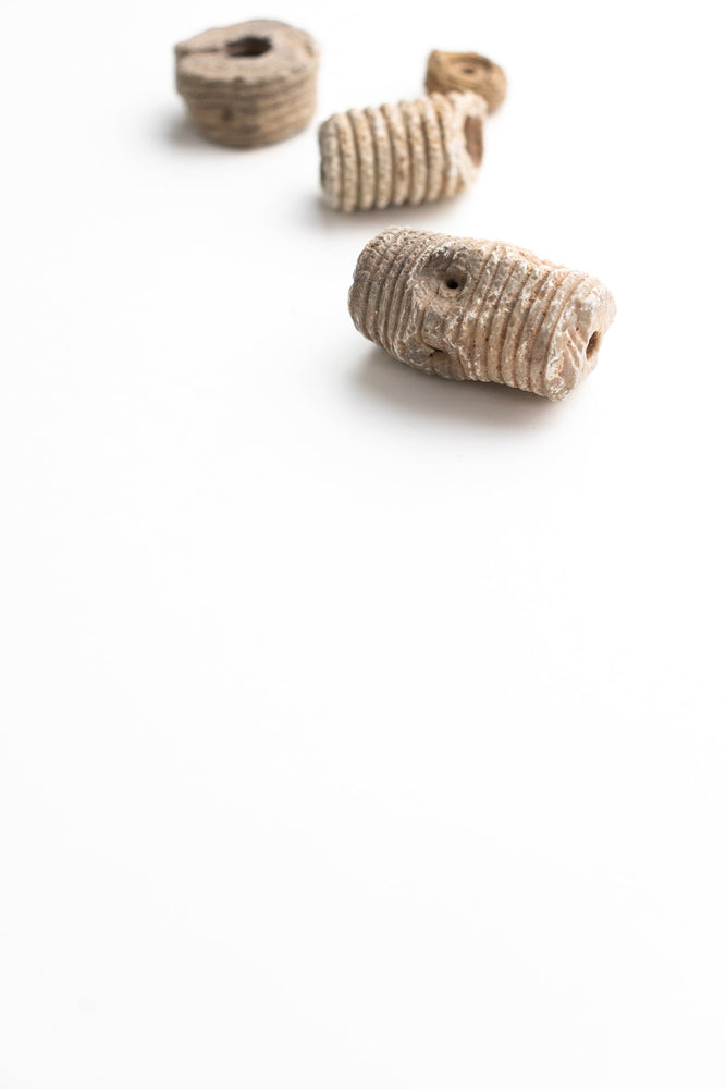Large Crinoid Fossil (ONLINE ORDER ONLY)