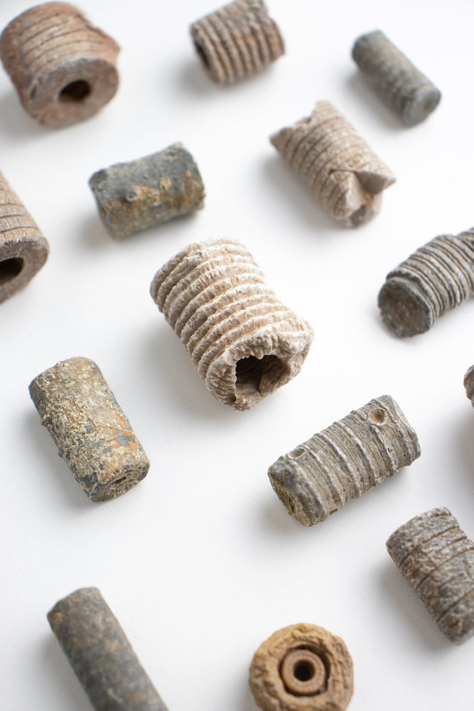 Large Crinoid Fossil (ONLINE ORDER ONLY)
