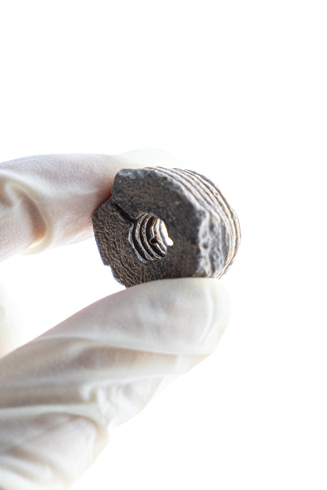 Large Crinoid Fossil (ONLINE ORDER ONLY)