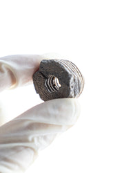 Large Crinoid Fossil (ONLINE ORDER ONLY)
