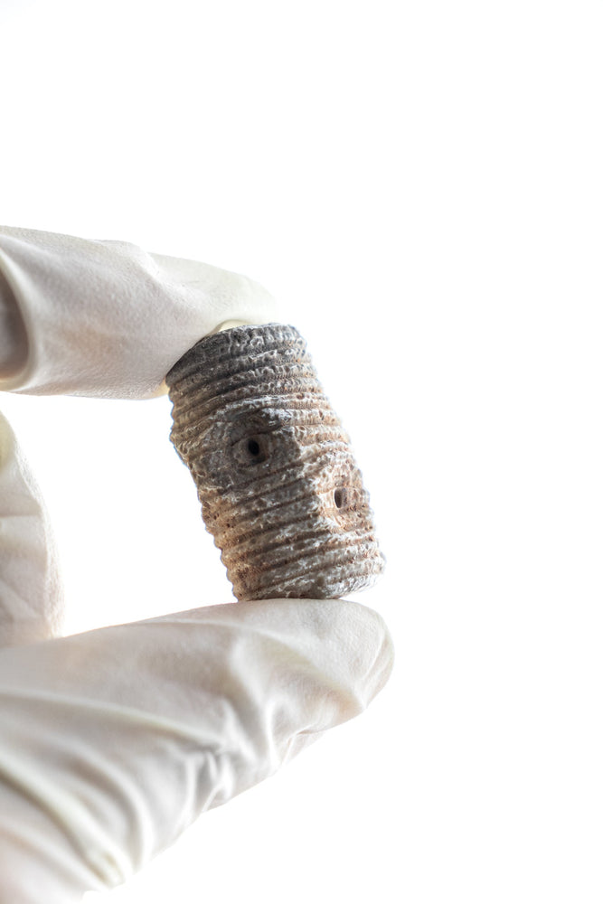 Large Crinoid Fossil (ONLINE ORDER ONLY)