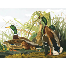 Mallard Ducks Vintage Collection 1000 Piece Jigsaw Puzzle NYPC (ONLINE ORDER ONLY)