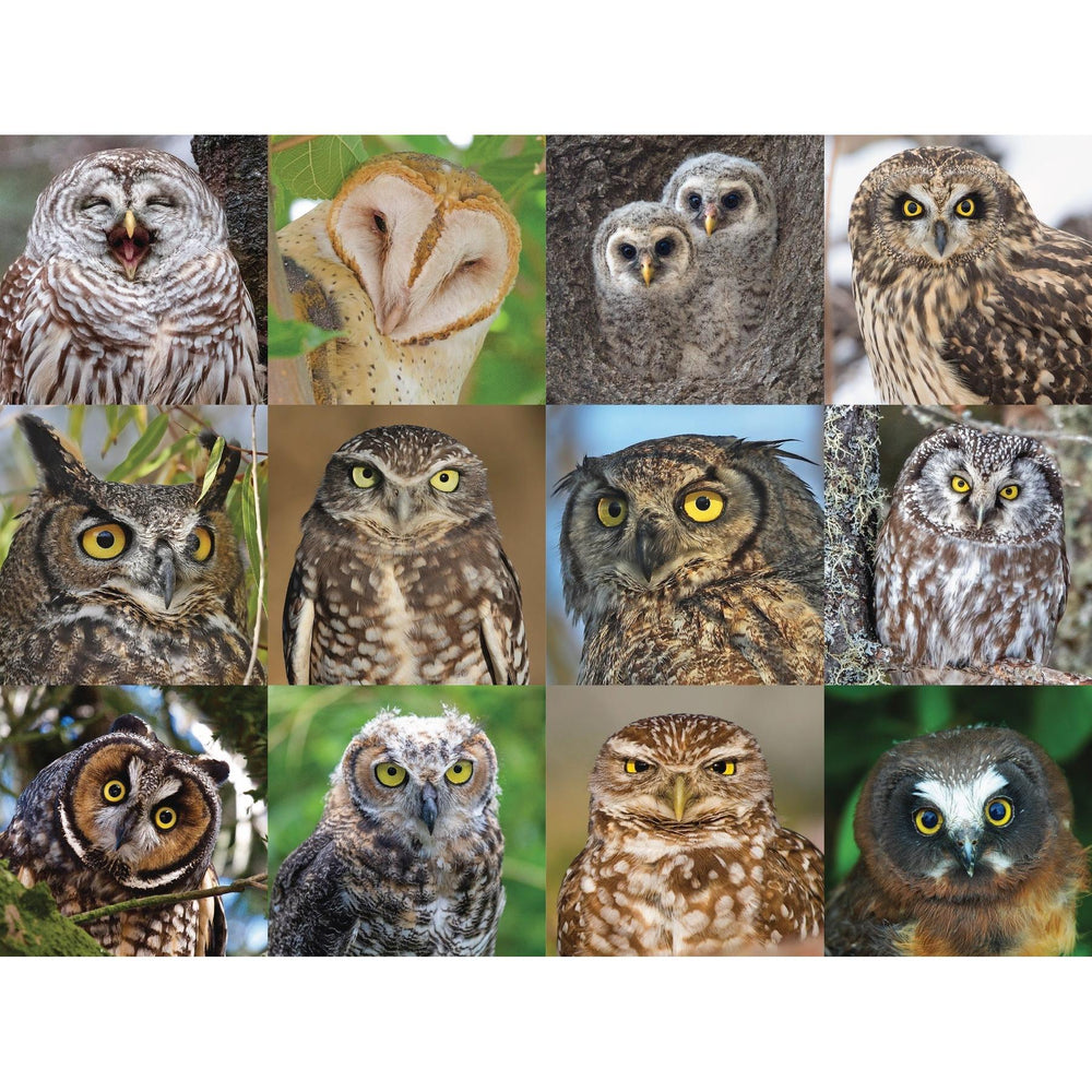 Owls & Owlets 1000 Piece Jigsaw Puzzle NYPC (ONLINE ORDER ONLY)
