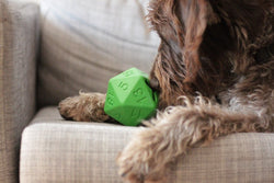 Paw-lymorph D20 Dog Toy: Green (ONLINE ORDER ONLY)