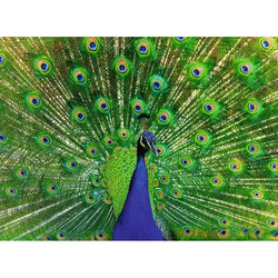 Peacock 500 Piece Jigsaw Puzzle Ravensburger (ONLINE ORDER ONLY)