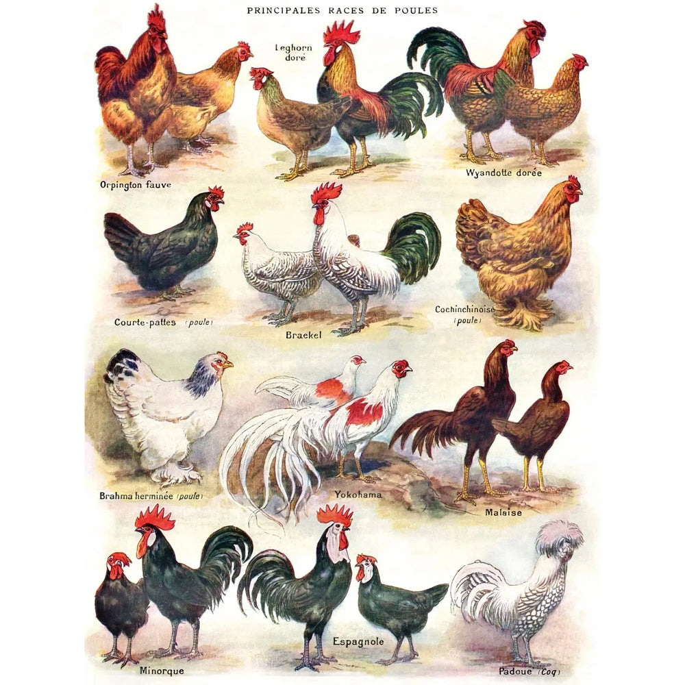 Poules ~ Poultry Vintage Collection 500 Piece Jigsaw Puzzle NYPC (ONLINE ORDER ONLY)