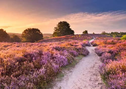 Ravensburger: Puzzle - Puzzle Highlights - Beautiful Walkways - Pink Pathway