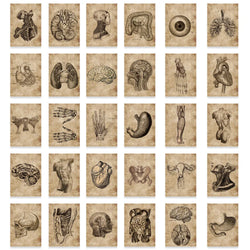 10/30/56pcs Vintage Horror Anatomy Physiology The Body Structure Stickers Skateboard Laptop Luggage Phone Car Bike Cool Sticker (ONLINE ORDER ONLY)