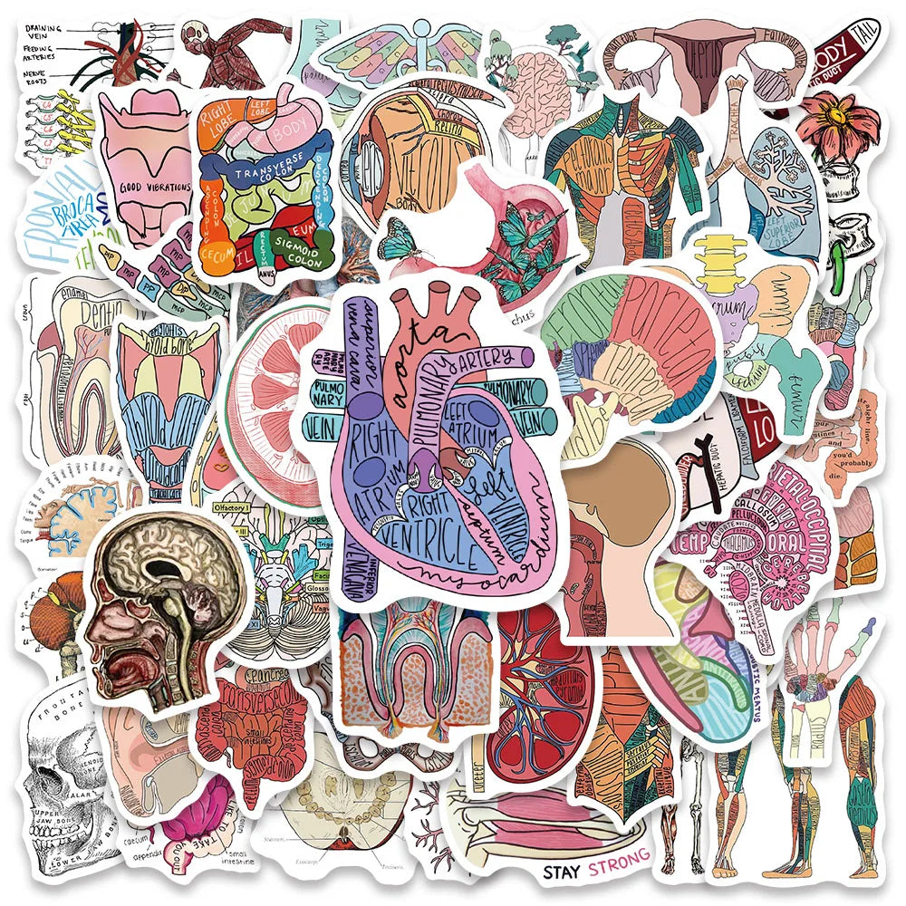 50pcs Funny Aesthetic Cartoon Body Organ Anatomy Stickers Water Bottle Sticker Luggage Laptop Guitar Waterproof Vinyl Decals (Online Order Only)
