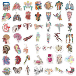 10/30/50PCS Funny Human Organ Medical Anatomy Stickers Cartoon Decals DIY Notebook Laptop Suitcase Stationery Waterproof Toys (ONLINE ORDER ONLY)