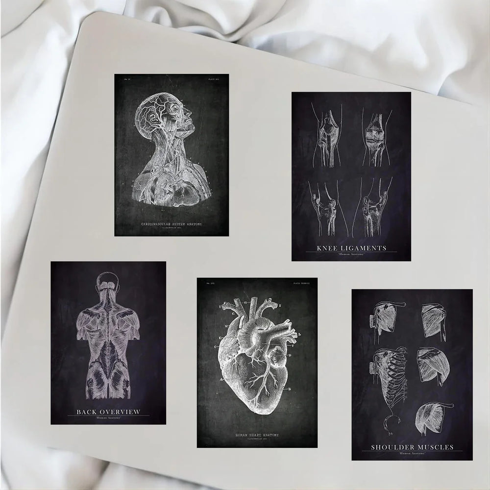 25pcs Anatomical Skeleton Chalkboard Stickers For Laptop PVC Water Bottle waterproof Decal Toy Medicine Student Gifts (Online Order Only)