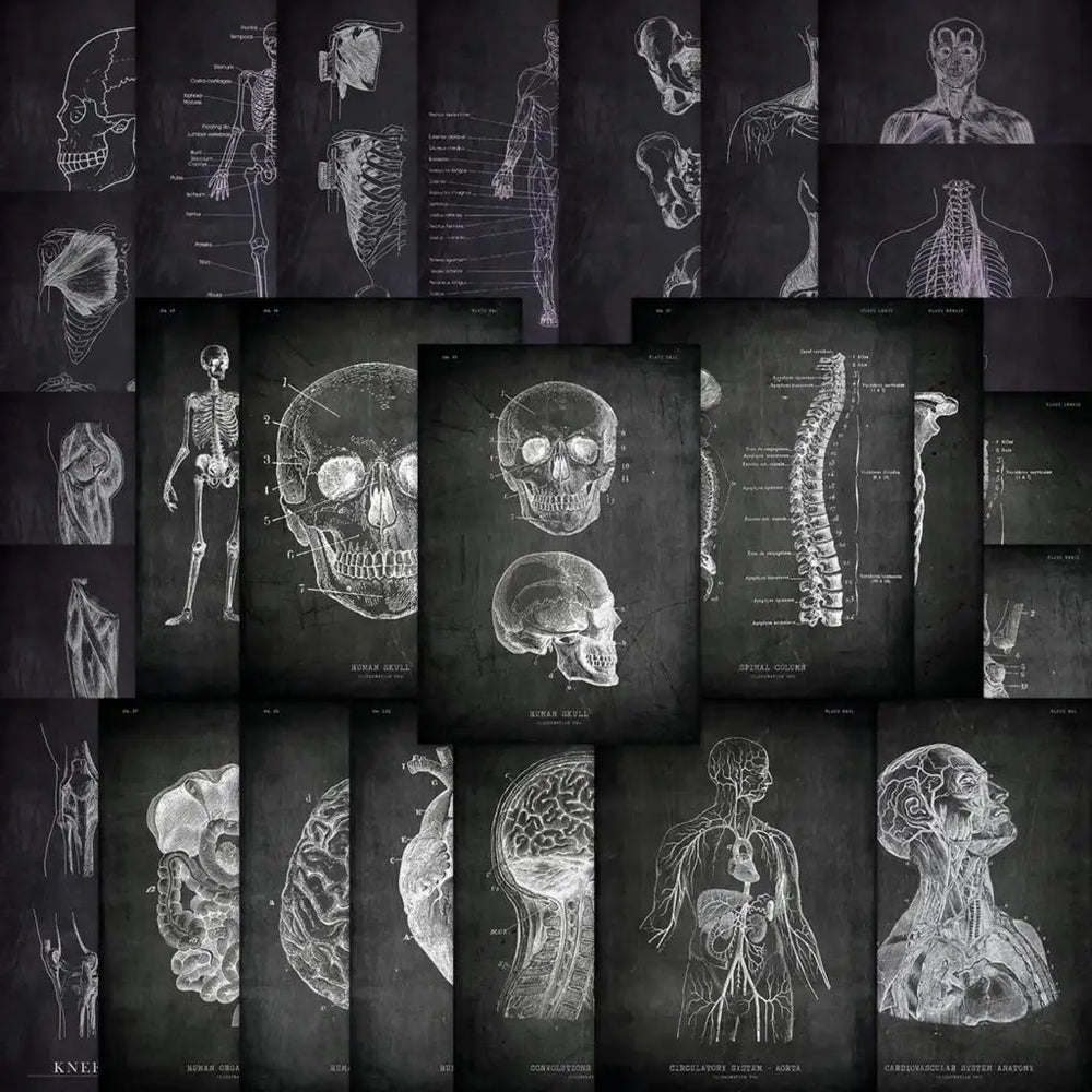 25pcs Anatomical Skeleton Chalkboard Stickers For Laptop PVC Water Bottle waterproof Decal Toy Medicine Student Gifts (Online Order Only)