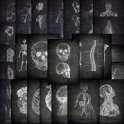 25pcs Anatomical Skeleton Chalkboard Stickers For Laptop PVC Water Bottle waterproof Decal Toy Medicine Student Gifts (Online Order Only)