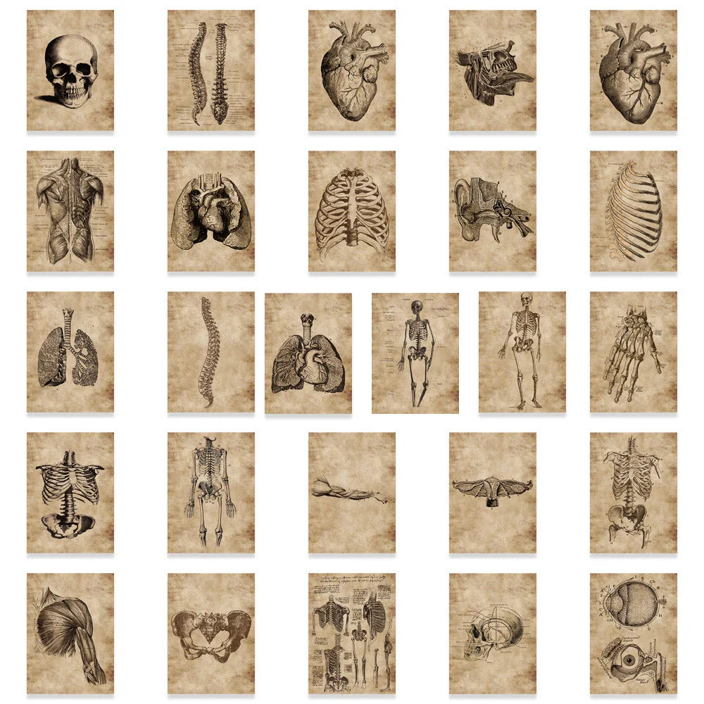 10/30/56pcs Vintage Horror Anatomy Physiology The Body Structure Stickers Skateboard Laptop Luggage Phone Car Bike Cool Sticker (ONLINE ORDER ONLY)