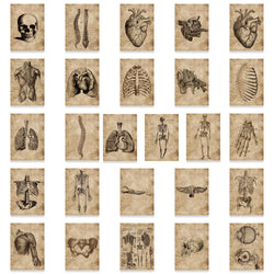10/30/56pcs Vintage Horror Anatomy Physiology The Body Structure Stickers Skateboard Laptop Luggage Phone Car Bike Cool Sticker (ONLINE ORDER ONLY)
