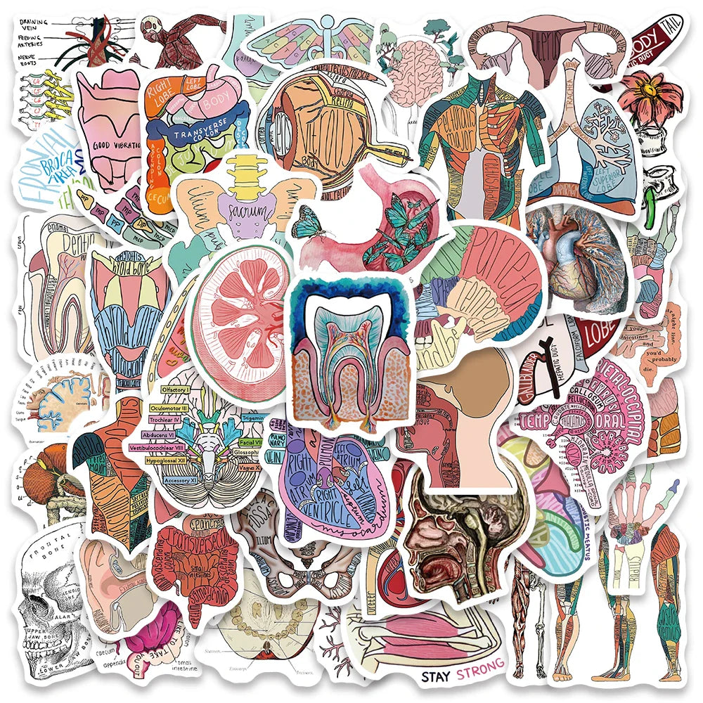 50PCS Human Organ Anatomy Stickers Waterproof DIY Laptop Phone Bottle Gift (Online Order Only)