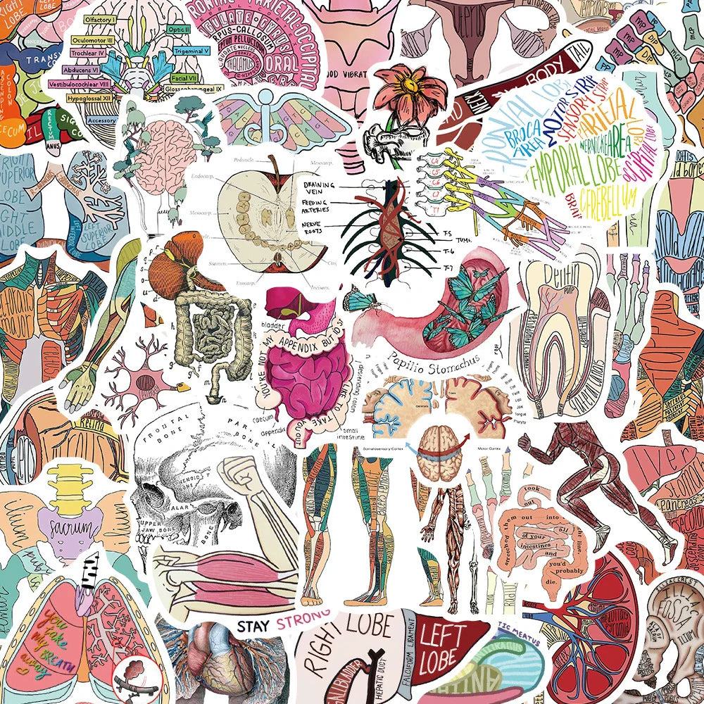 Cute Human Organ Anatomy Stickers - 10/30/50pcs Waterproof Decals for Laptop, Phone, Notebook, Suitcase, Kids Toys (Online Order Only)