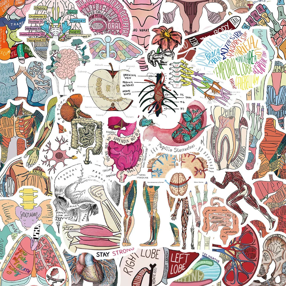 Cute Human Organ Anatomy Stickers - 10/30/50pcs Waterproof Decals for Laptop, Phone, Notebook, Suitcase, Kids Toys (Online Order Only)