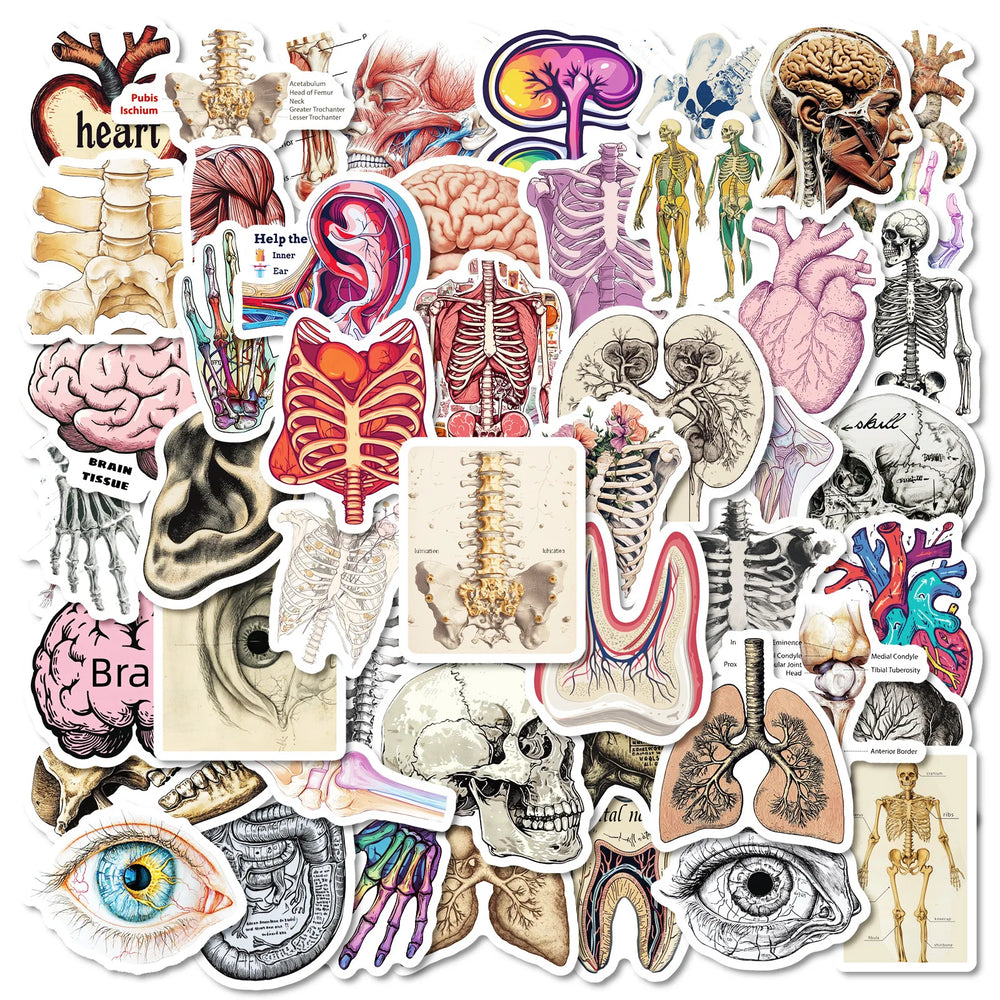 50Pcs Cartoon Human Organs Stickers for Helmet, Wall, DIY Decoration (Online Order Only)