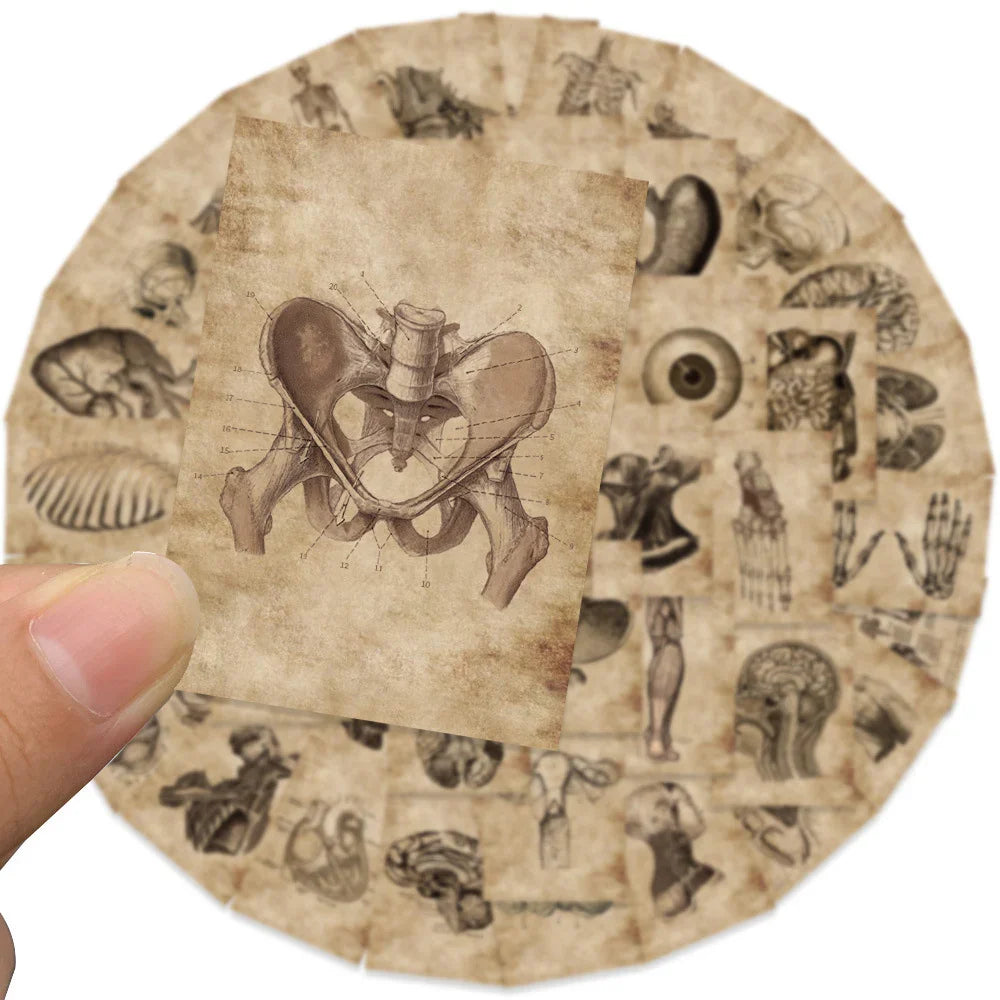 10/30/56pcs Vintage Horror Anatomy Physiology The Body Structure Stickers Skateboard Laptop Luggage Phone Car Bike Cool Sticker (ONLINE ORDER ONLY)