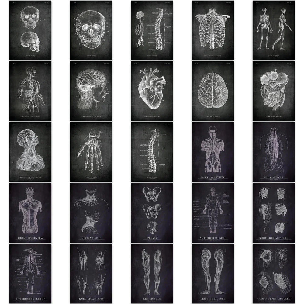25pcs Anatomical Skeleton Chalkboard Stickers For Laptop PVC Water Bottle waterproof Decal Toy Medicine Student Gifts (Online Order Only)