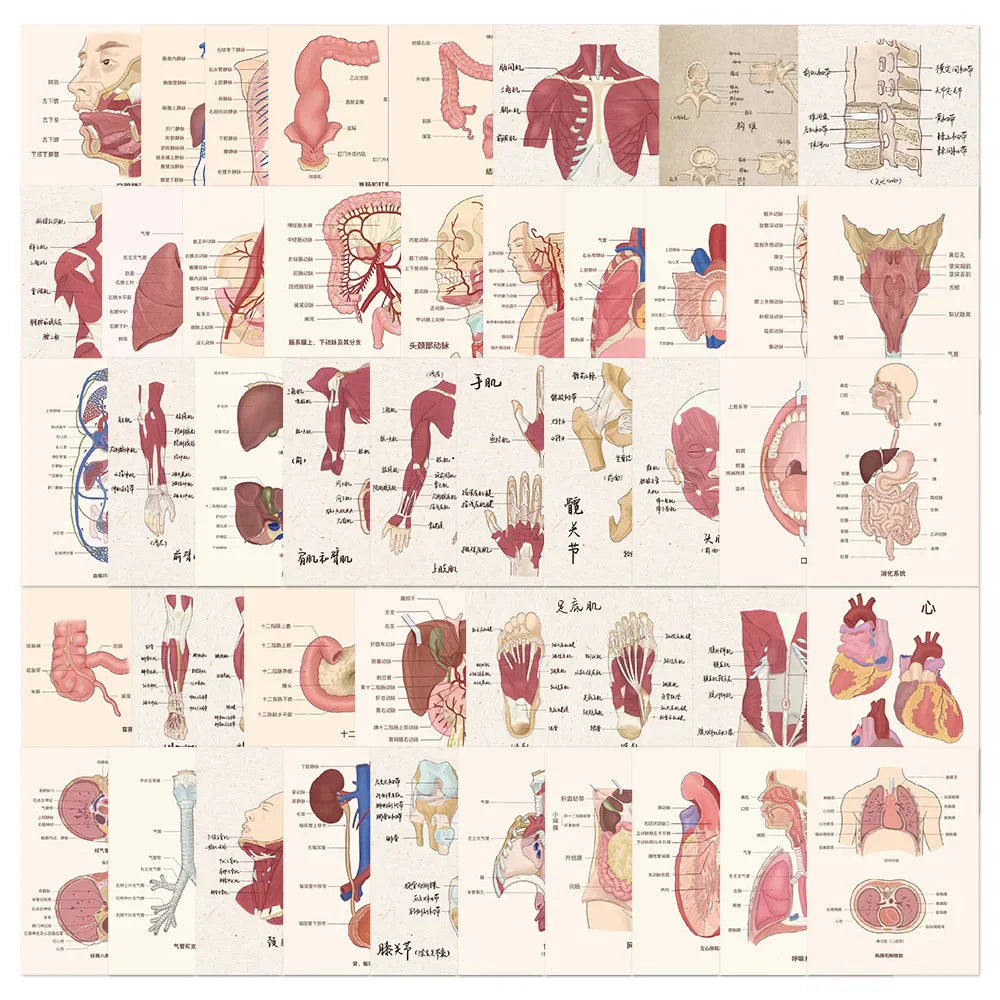 Anatomy Physiology Skeleton Stickers Waterproof Decals 10/30/50pcs (Online Order Only)
