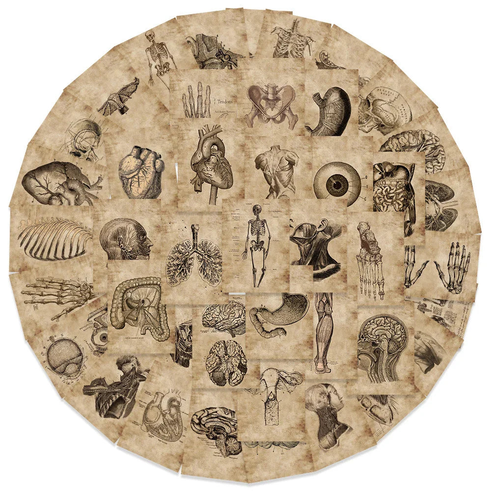 10/30/56pcs Vintage Horror Anatomy Physiology The Body Structure Stickers Skateboard Laptop Luggage Phone Car Bike Cool Sticker (ONLINE ORDER ONLY)