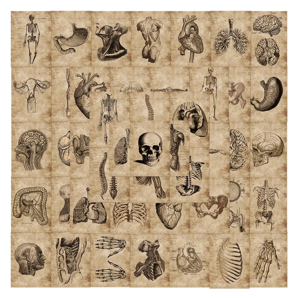 10/30/56pcs Anatomy and Physiology The Body Structure Stickers PVC Waterproof Toy Graffiti Skeleton Stickers For Luggage Decals (Online Order Only)