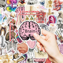 10/30/50PCS Kawaii Creative Brain PVC Sticker Aesthetic Children's Stationery DIY Decoration Scrapbooking School Supplies (ONLINE ORDER ONLY)