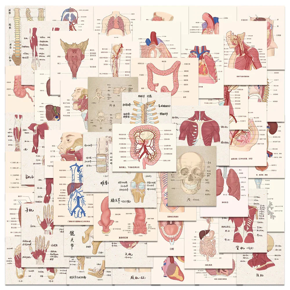 50PCS Anatomy Heart Skull Organ Stickers for Laptop Helmet (Online Order Only)