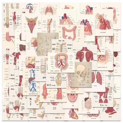 50PCS Anatomy Heart Skull Organ Stickers for Laptop Helmet (Online Order Only)