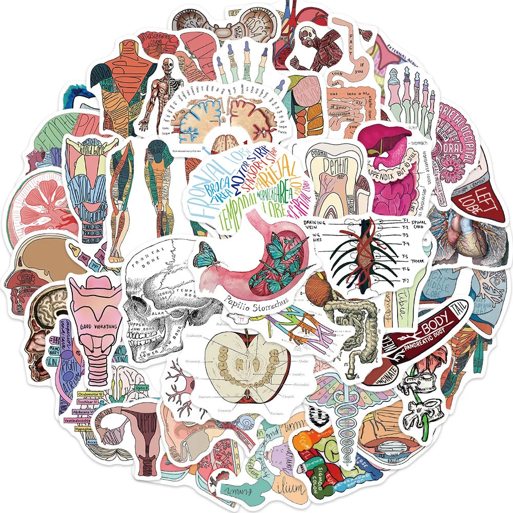 10/30/50PCS Funny Human Organ Medical Anatomy Stickers Cartoon Decals DIY Notebook Laptop Suitcase Stationery Waterproof Toys (ONLINE ORDER ONLY)