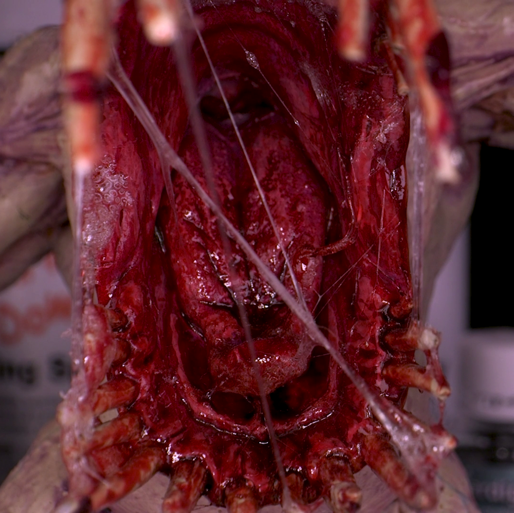 Dirty Down | Basing and Model Effects | Snot (ONLINE ORDER ONLY)