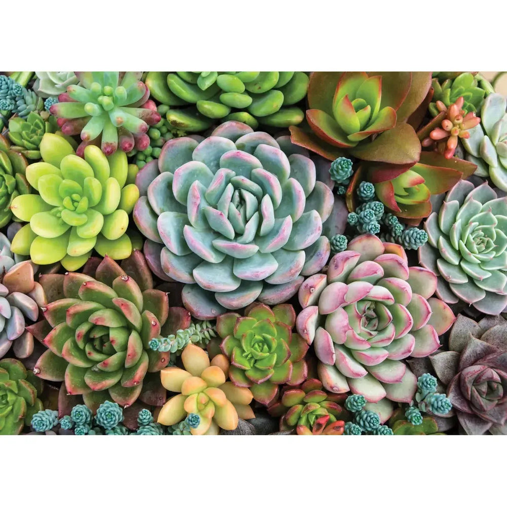 Succulent Garden 1000 Piece Jigsaw Puzzle Peter Pauper (ONLINE ORDER ONLY)