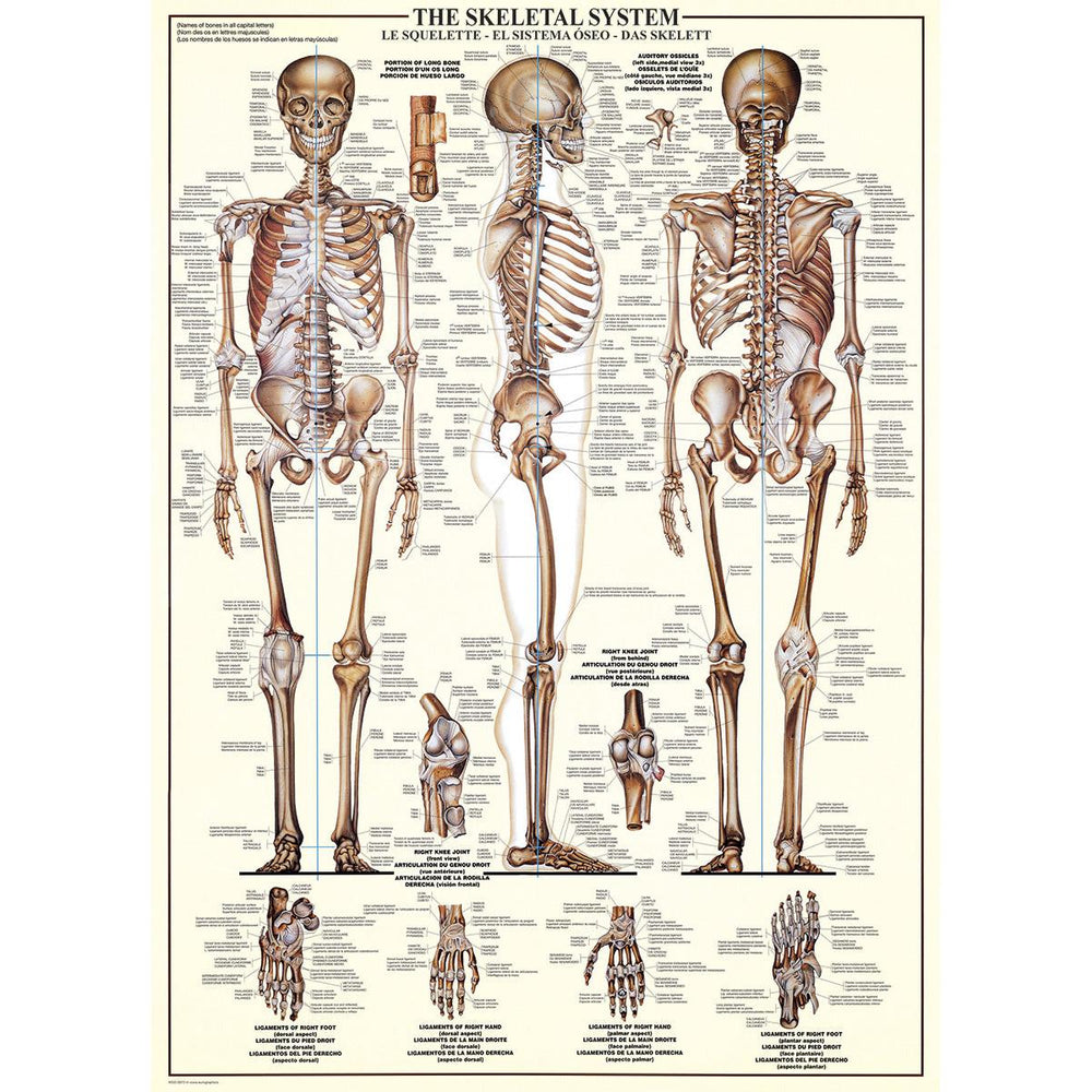 The Skeletal System 1000 Piece Jigsaw Puzzle Eurographics (ONLINE ORDER ONLY)