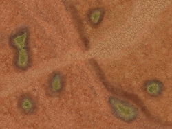 Toxic Cesspool - Neoprene Battle Mat with Bag