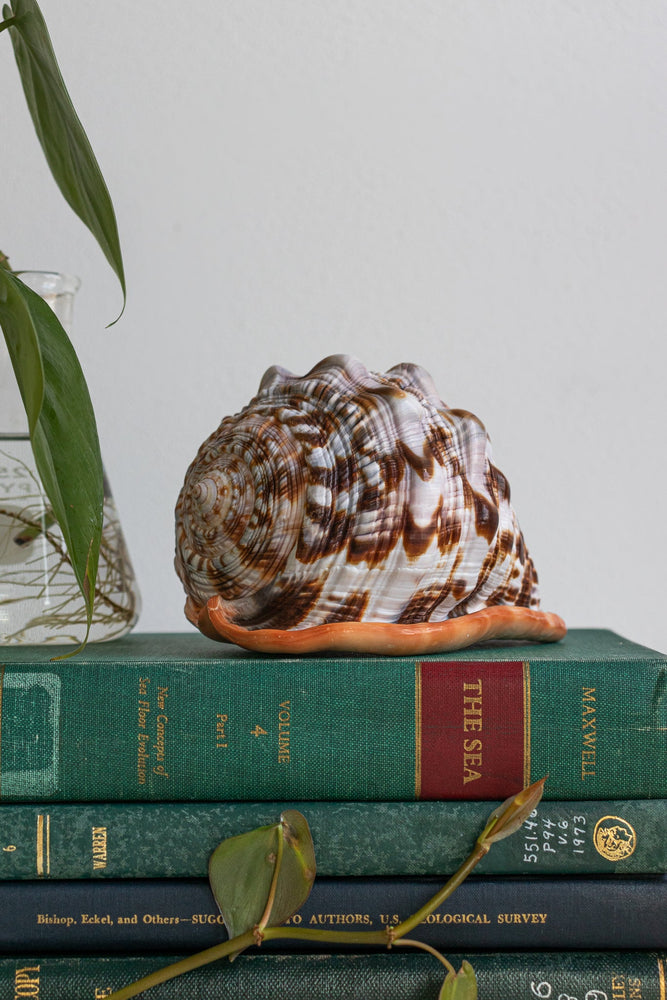 Bullmouth Shell (ONLINE ORDER ONLY)